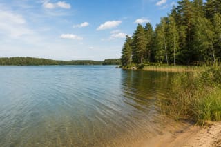 Широкая гладь озера Алаушас с камышом и лесистым берегом в Аукштайтии
