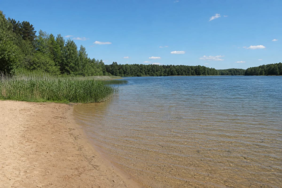 Песок пляжа в Судейкяй и мелкая вода озера Алаушас с камышом и лесистым берегом