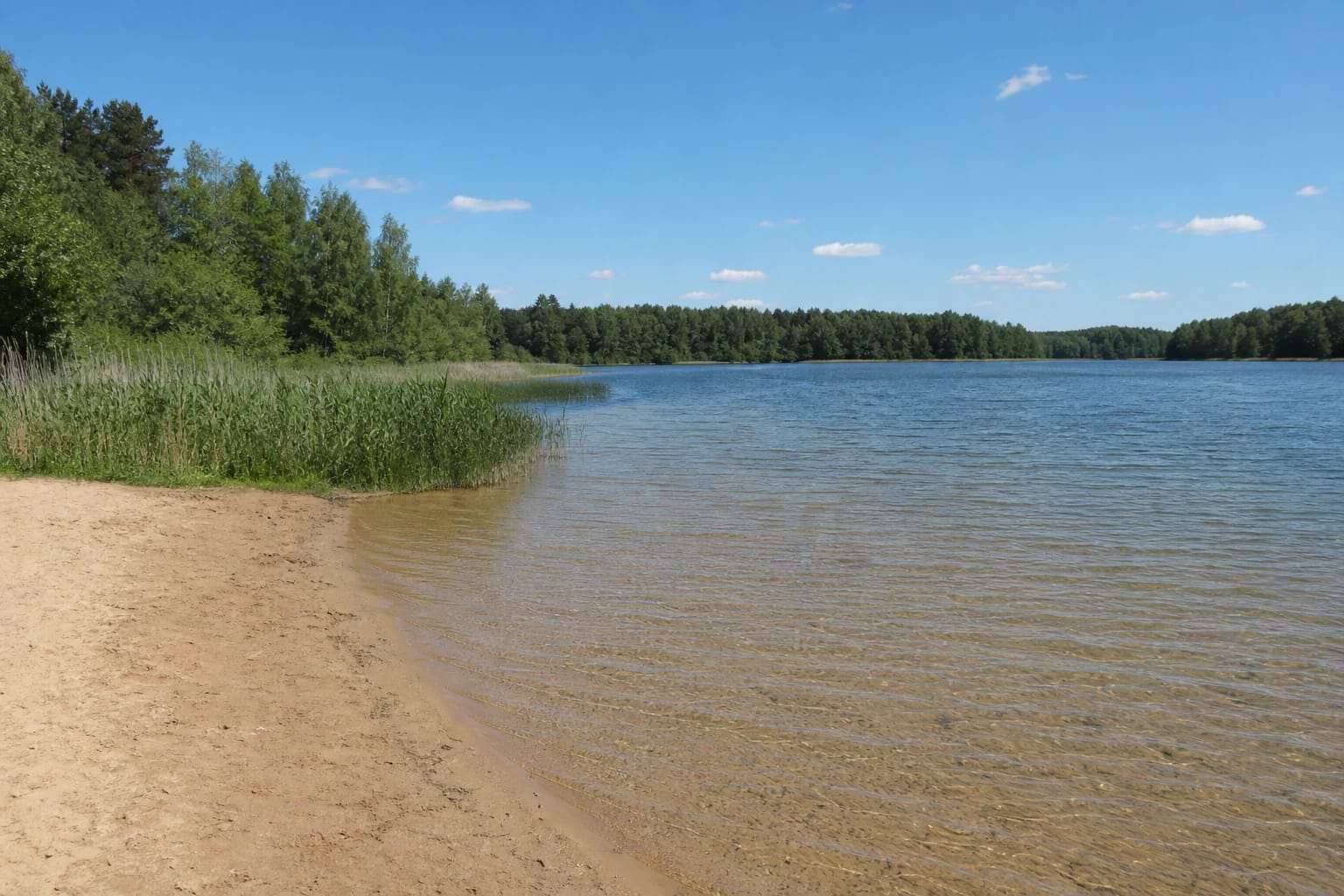 Sudeikiai beach sand and shallow Lake Alaušas water with reeds and a wooded shore