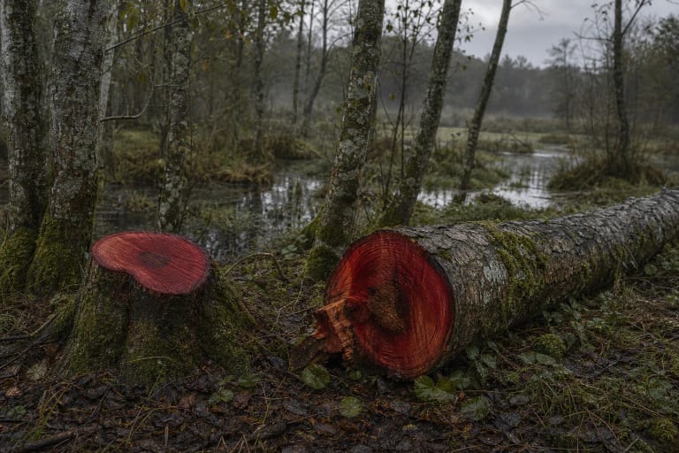 A cut alder reddening near a marshy place as a chthonic tree of Velnias