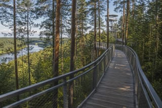 Anykščiai Tree Canopy Walk, an elevated walkway among pines in Anykščių šilelis with an observation tower