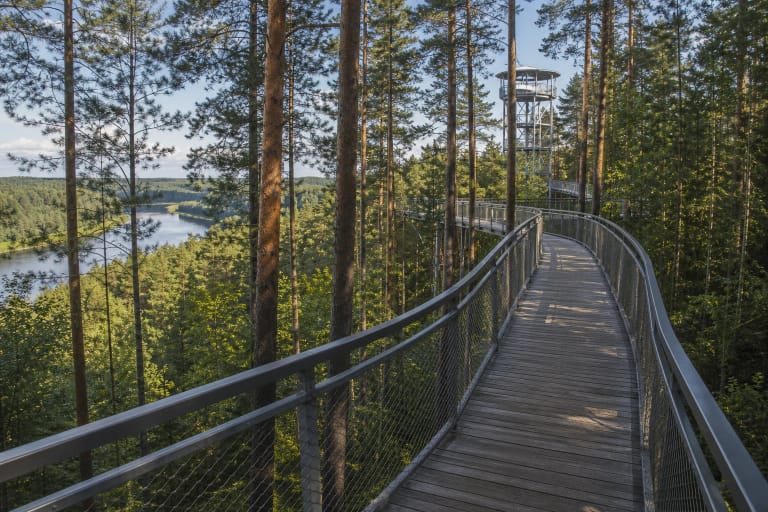Anykščiai Tree Canopy Walk, an elevated walkway among pines in Anykščių šilelis with an observation tower