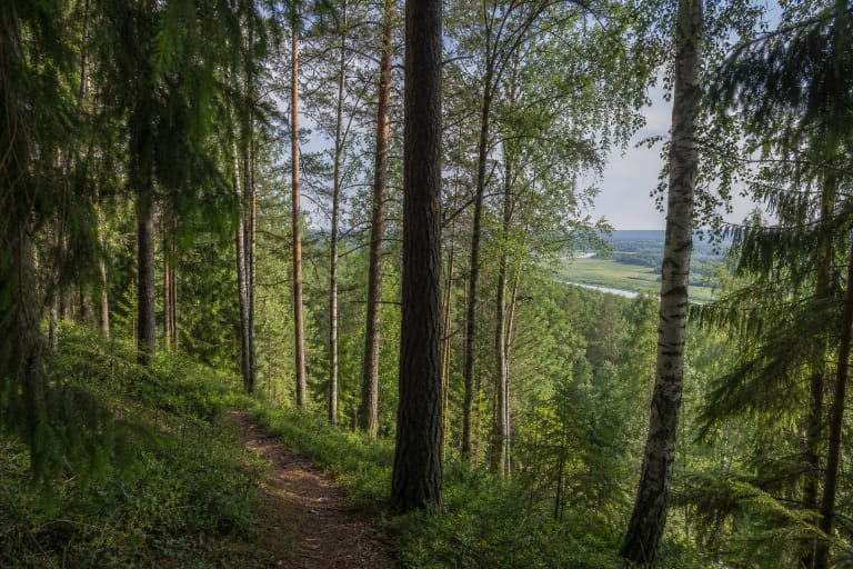 A narrow path among pines, birches, and spruce in Anykščiai Pine Forest, overlooking the Šventoji valley