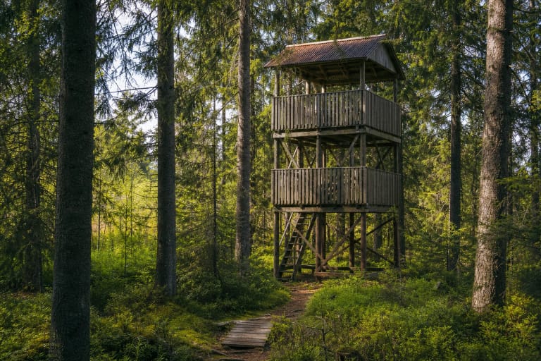 Aukštojo tyro medinis dviejų aikštelių apžvalgos bokštelis su dengtu viršumi tarp brandžių eglių ir pušų