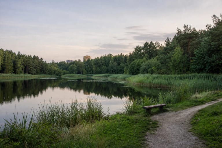 Aulaukio ežero vanduo, nendruotos pakrantės ir Girulių miško medžiai Klaipėdoje