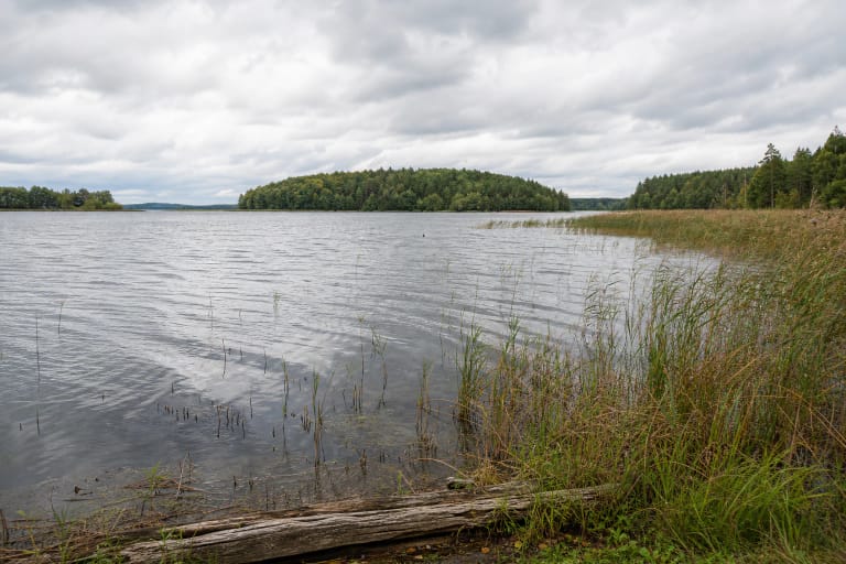 The reed-fringed shore of Lake Avilys, calm water, and a low wooded island under an overcast sky
