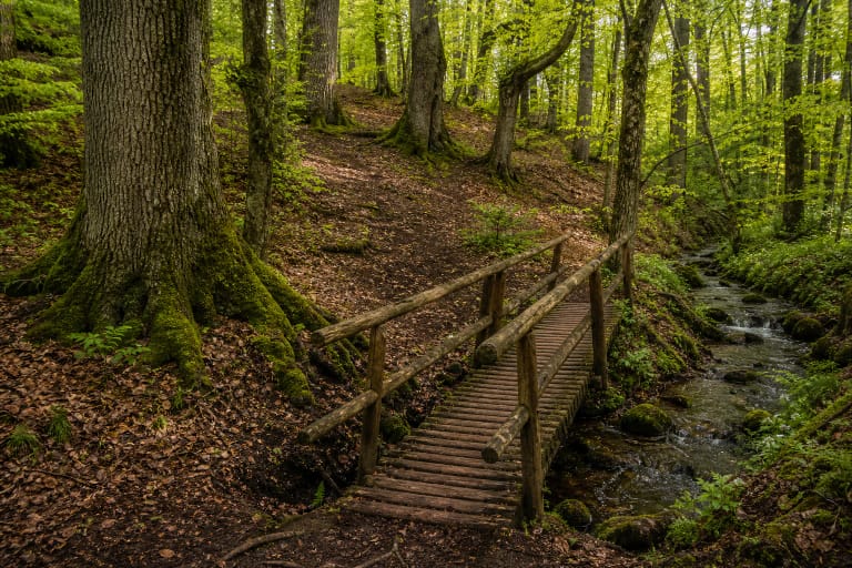 Ąžuolija Reserve trail in an old Utena District oakwood with deciduous trees and a forest stream