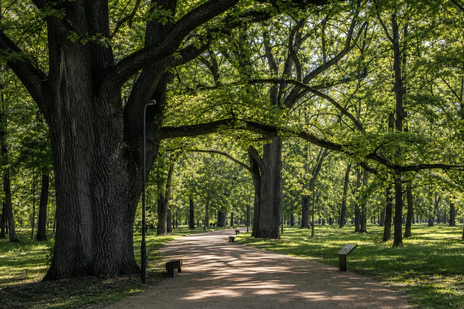 Path beneath monumental old oak canopies in Ąžuolynas Park, with benches, lighting, and an interpretation panel