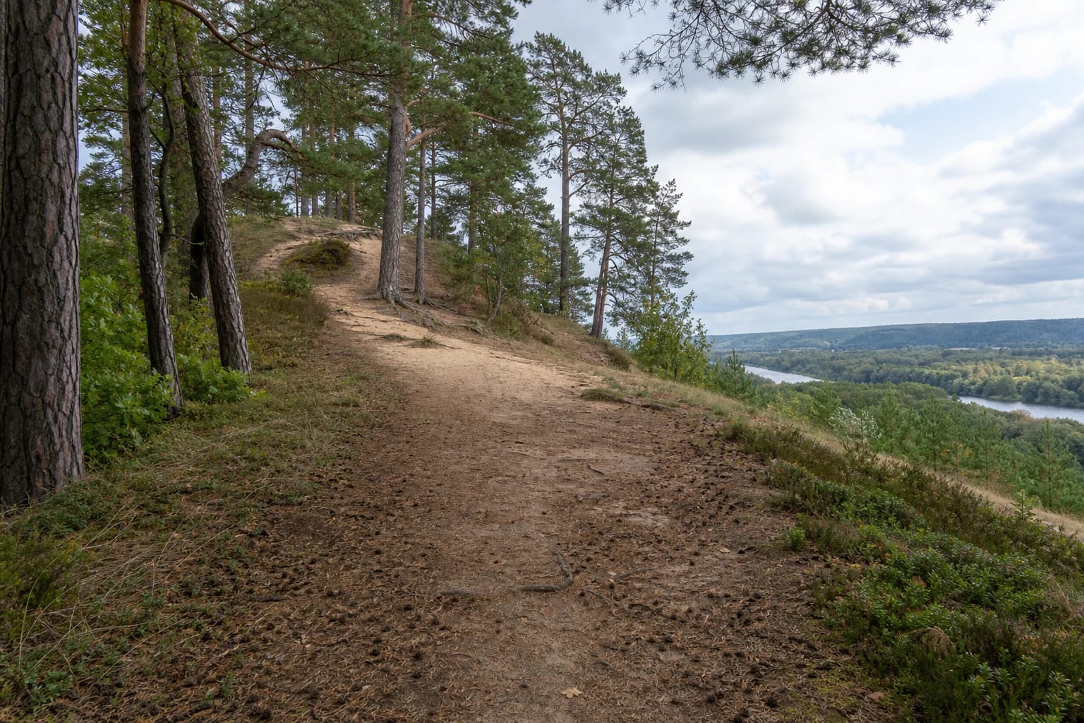 Sandy section of the Baltojo kalno Trail through pine forest above the Neris valley