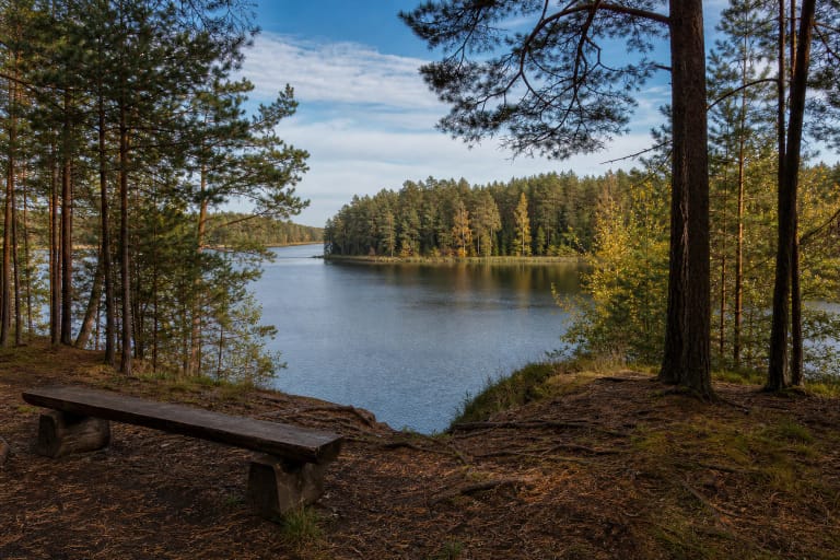 Bench at Baluošai Rest Area on a high pine shore above a calm lake inlet