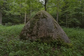 Samanomis ir kerpėmis apaugęs dvišlaičio stogo formos Barboros akmuo drėgname Butleriškių miške