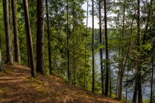 Lake Barsukynas between spruce and pine trees, viewed from the wooded slope of the esker