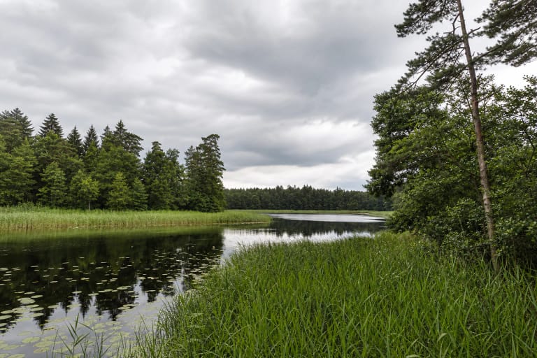 A reed-fringed inlet of Lake Bijotė among the dense forests of Kurtuvėnai Regional Park