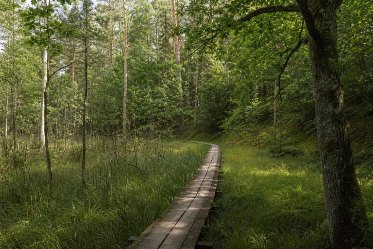 Wooden boardwalk through a wet Bijotai forest area between pine, birch, and oak trees
