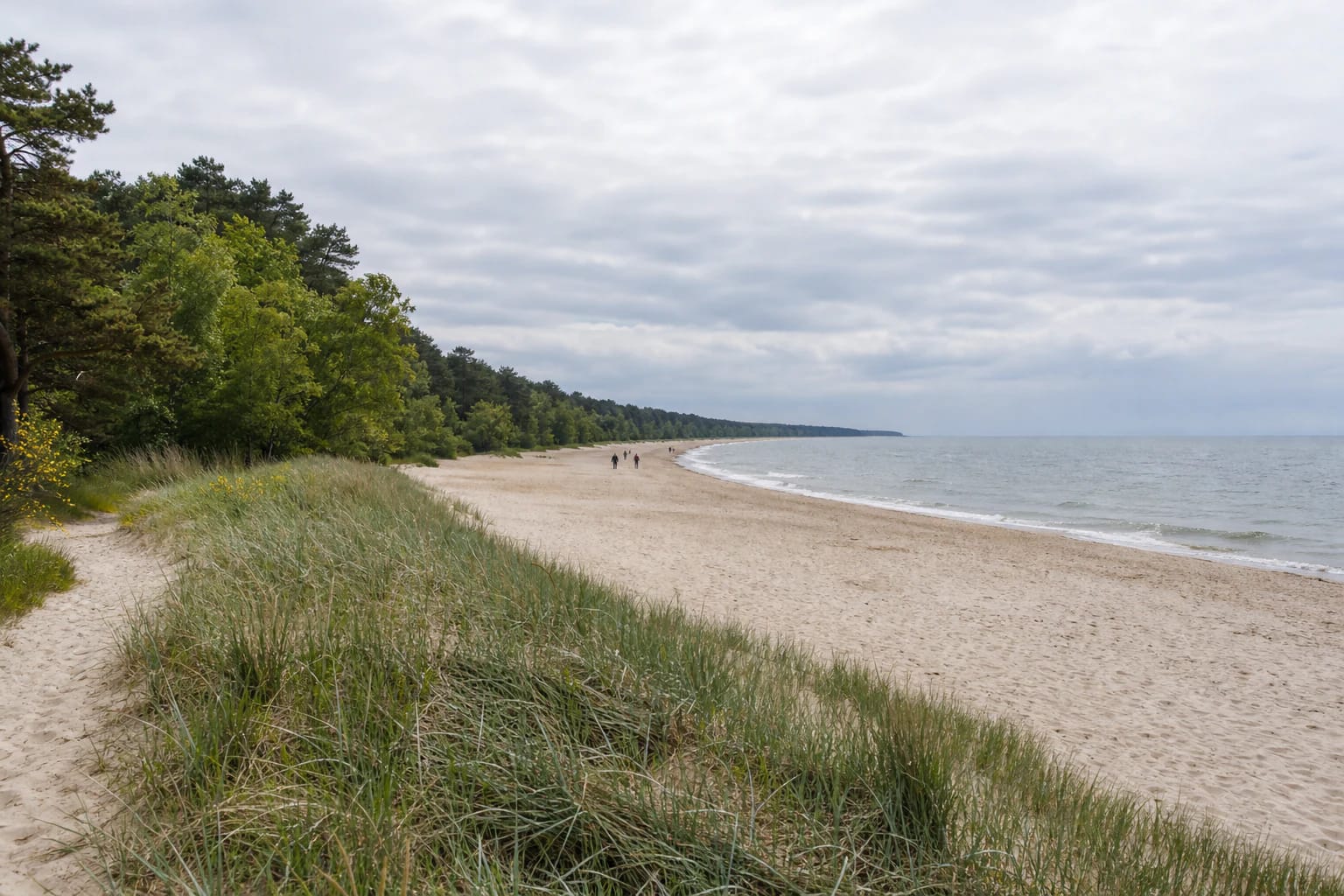 Broad Birutė Park Beach with pale sand, coastal grasses, pine forest, and calm Baltic waves