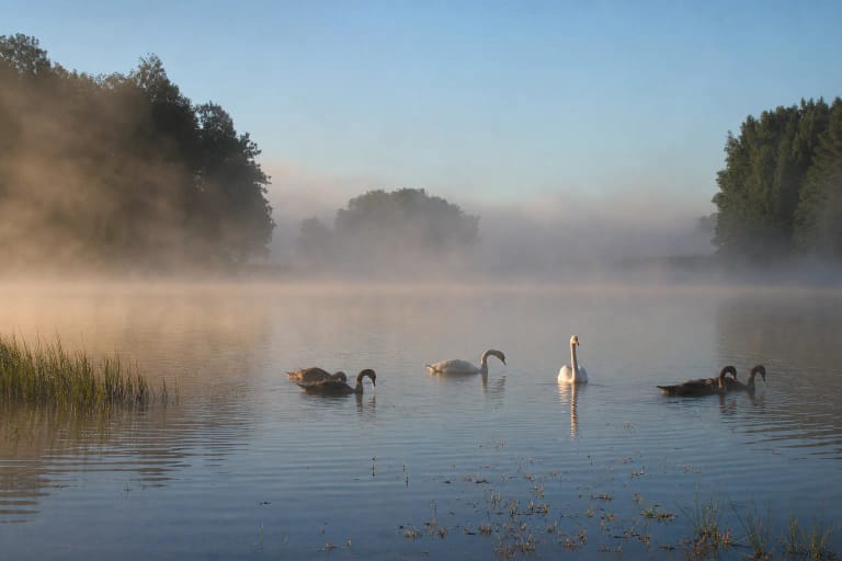 Miškingų krantų ir salų apsuptas Bridvaišio ežeras prie Tytuvėnų