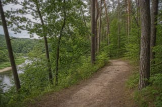 A Bukčiai Forest Park trail above a bend of the Neris, surrounded by pines and deciduous trees
