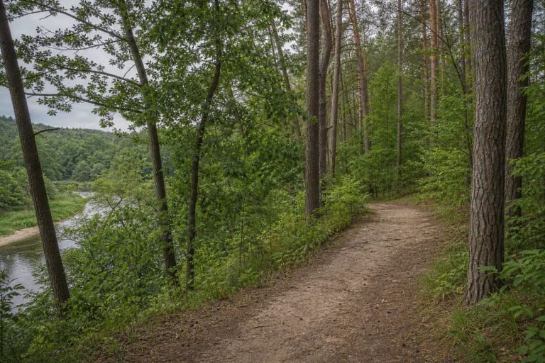 Bukčių miško parko miško takas virš Neries vingio, apsuptas pušų ir lapuočių