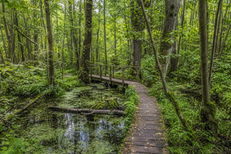 A wooden boardwalk of Bukta Nature Trail through wet black alder forest and mature Bukta woods