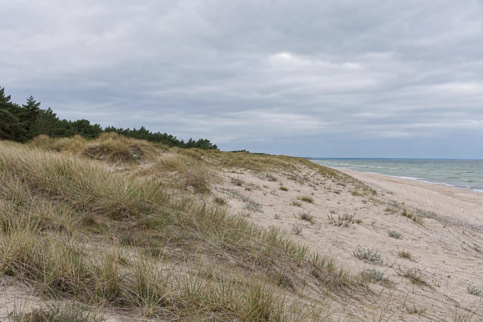Natural Būtingė reserve dunes with beach grass, pine forest, and the Baltic Sea horizon