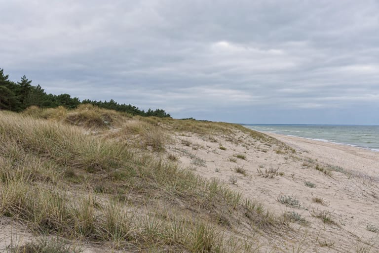 Natūralios Būtingės draustinio kopos su pajūrio žolėmis, pušynu ir Baltijos jūros horizontu