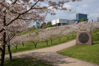 Blooming cherry trees on a green slope, the Chiune Sugihara memorial, and the National Gallery of Art in Vilnius