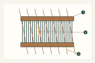 Originali pažintinė schema: skietas, sunumeruoti sandaros požymiai