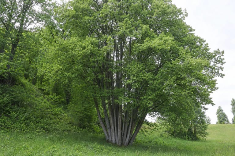 The many straight trunks of the Dabravolė Multi-Stem Lime rising from a shared base into a dense green crown in a meadow below the hillfort