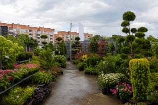 Outdoor shopping aisle at Dendrėja Garden Center in Kretinga, lined with flowering plants, shrubs, and clipped conifers