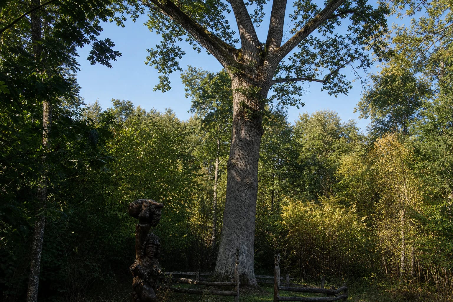 Great Gojus Oak in a forest clearing with two rising trunk stems and wooden folk-art sculptures