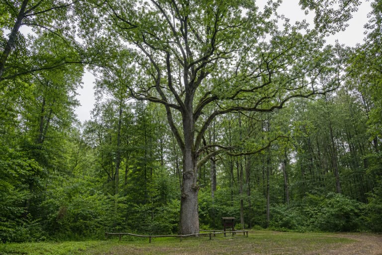 Great Širvintas Oak with a tall straight trunk and broad heavy branches in a green clearing of Širvintas Forest