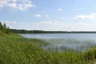 Draudenių Lake beyond tall reeds, with a low woodland horizon and summer sky