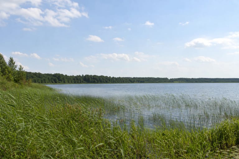Draudenių ežero platybė už aukštų nendrių, su žemu miško horizontu ir vasaros dangumi
