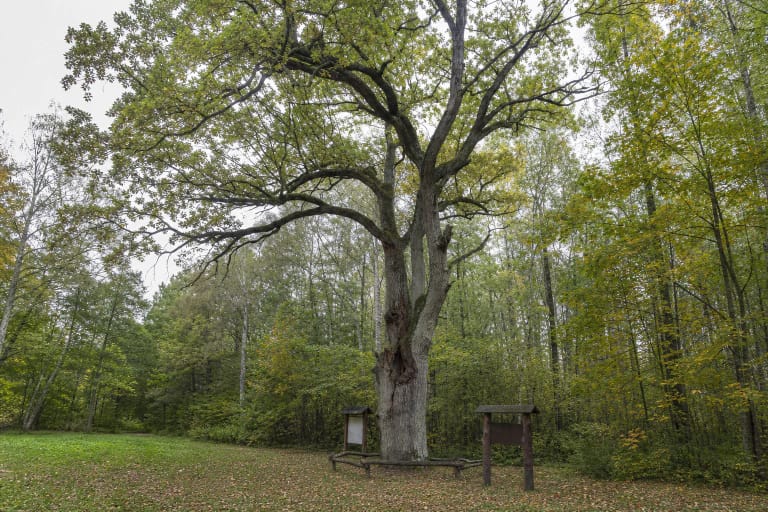Hollow Širvintas Oak with a divided damaged trunk and broad green crown in a deciduous woodland clearing