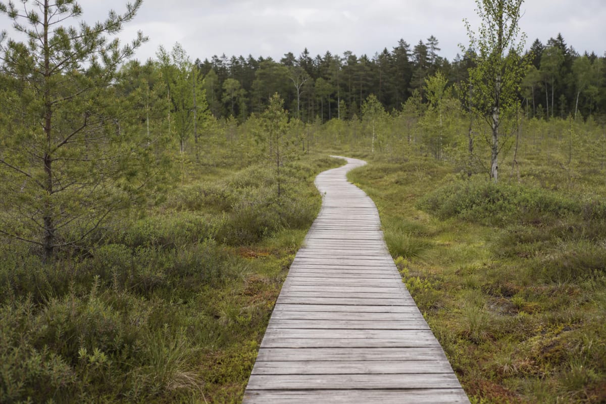 Dubrava reserve boardwalk among sphagnum, low pines, and birches in the raised bog