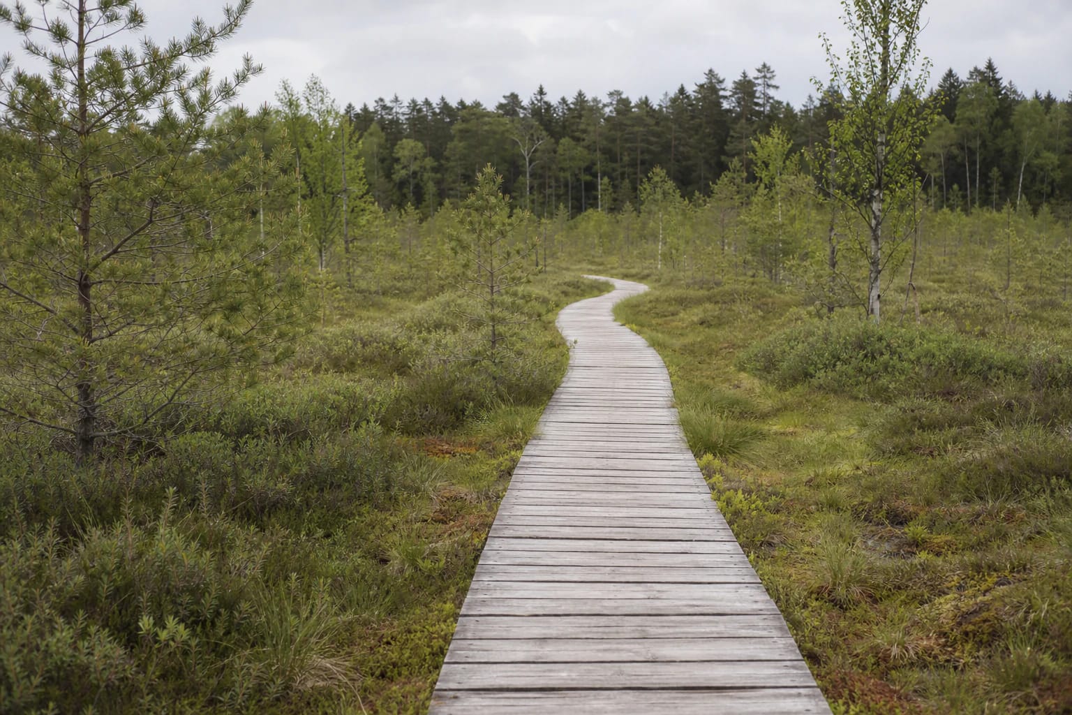 Dubrava reserve boardwalk among sphagnum, low pines, and birches in the raised bog
