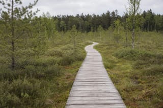 Dubrava reserve boardwalk among sphagnum, low pines, and birches in the raised bog