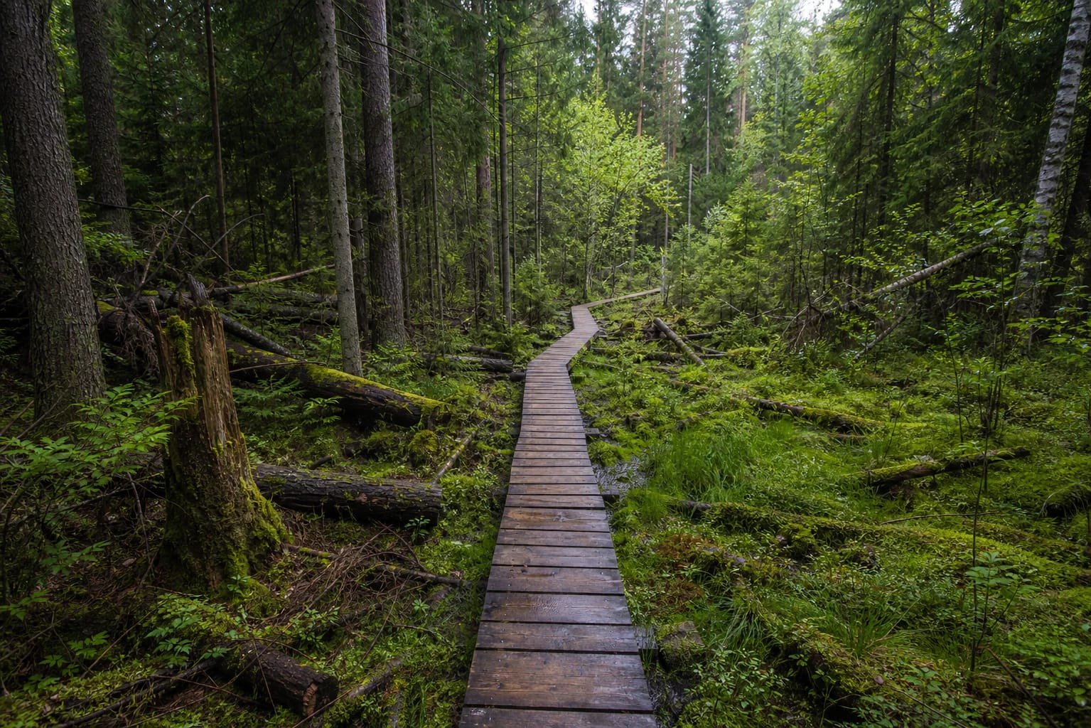 Dubrava Strict Nature Reserve Educational Trail with old wet forest, fallen trees, and boardwalk through raised bog