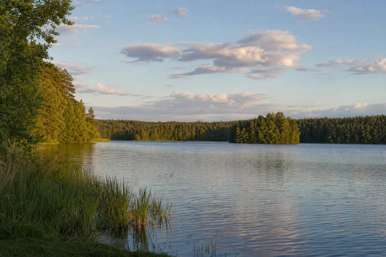 Dūburio ežero plati vandens juosta, nendringas krantas ir miškinga sala vakaro šviesoje