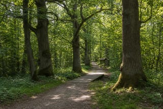Dūkštai Oakwood Nature Trail with old oaks, gravel path, and wooden section in Neris Regional Park