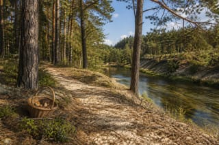 Sunlit Dzūkija pine forest beside a clear winding river, with a sandy path and a subtle mushroom basket