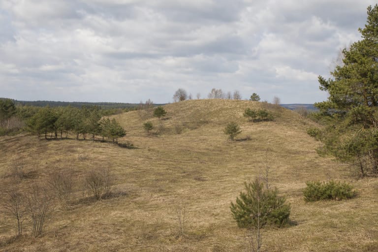 Plati žole apaugusi Einoronių piliakalnio kalva su jaunomis pušimis, lapuočių guotais, atvirais duburiais ir tolimo pušyno juosta