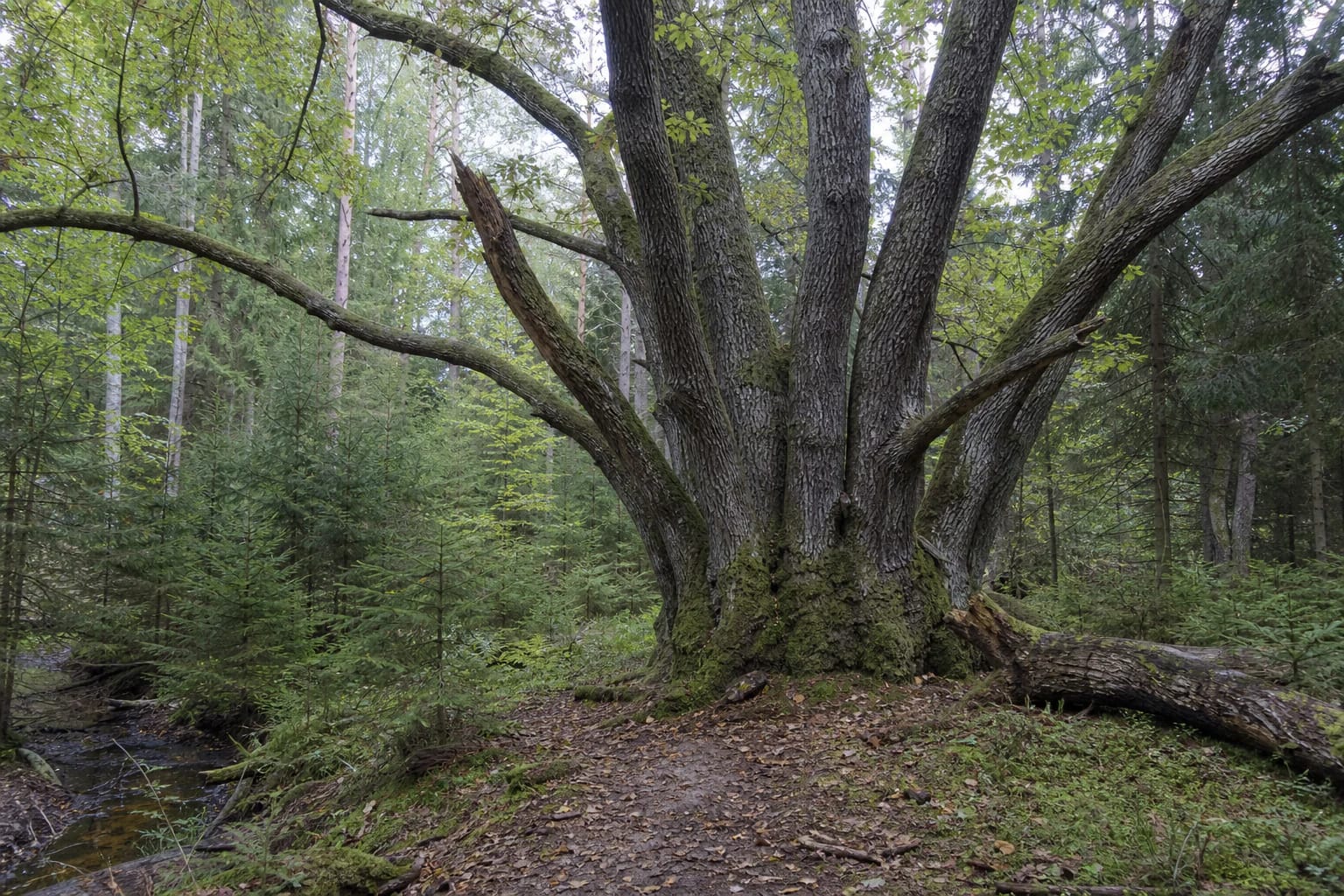 Mossy multi-trunk Elmė Oak in the dense woodland of Anykščiai Regional Park
