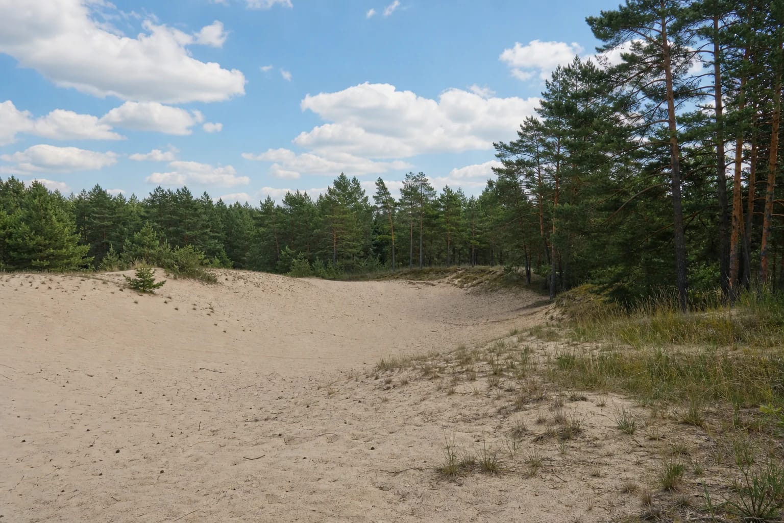 Pale sand opening of Gaidžiai Dune in a Dzūkija pine forest