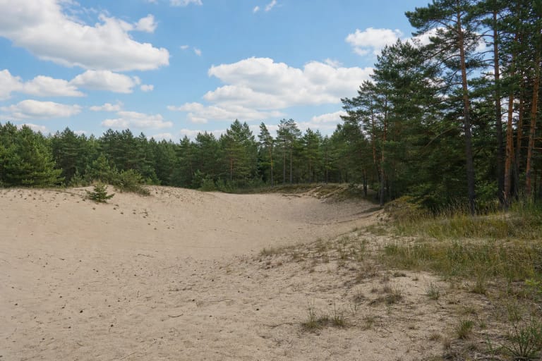 Gaidžių kopos šviesaus smėlio laukymė Dzūkijos pušyne
