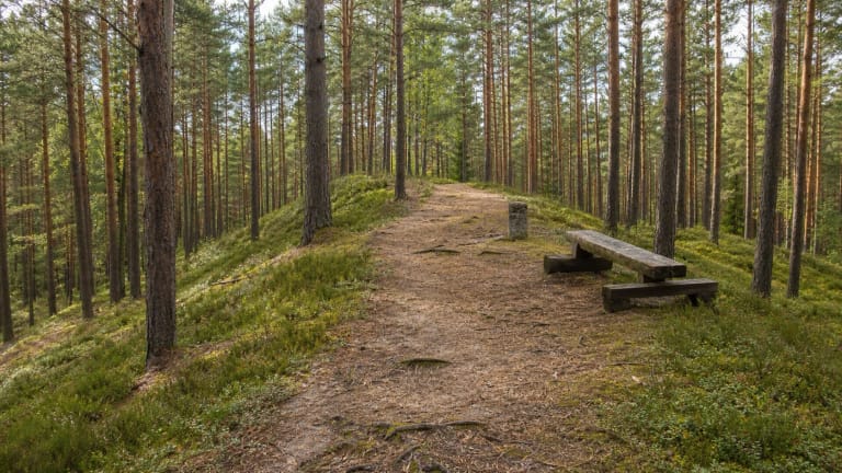 Smėlingas takas Gairiakalnio kopagūbriu tarp aukštų Kazlų Rūdos girios pušų, su mediniu suolu ir senu geodeziniu ženklu viršūnėje