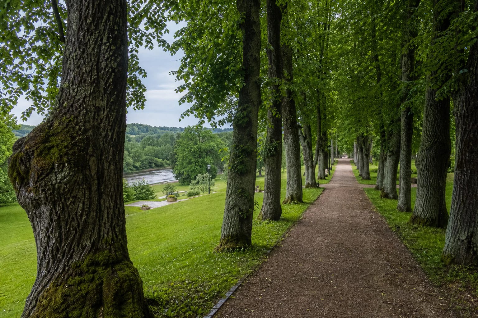 Old tree alley in Gargždai Manor Park above the Minija River valley