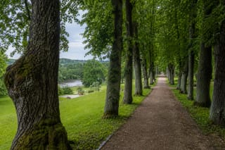 Old tree alley in Gargždai Manor Park above the Minija River valley