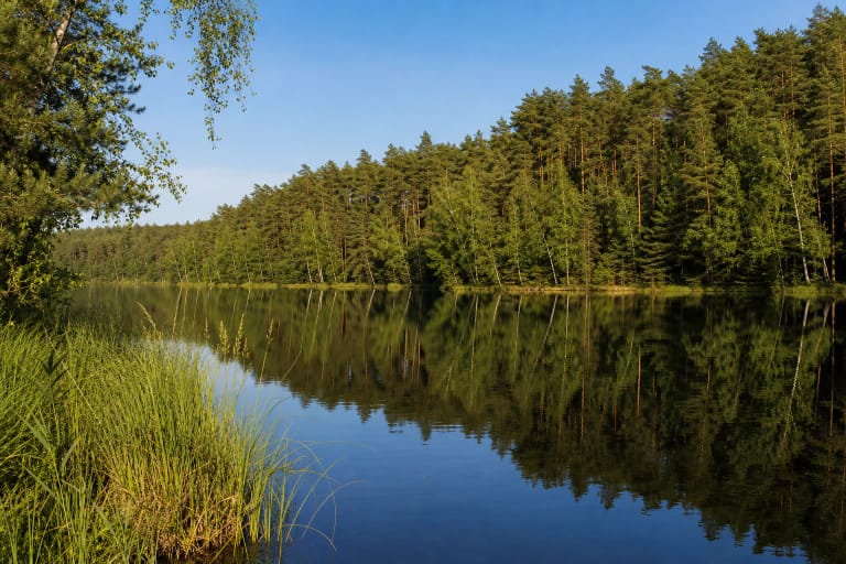 Geluvos ežeras, atspindintis pušyną ir beržyną virš natūralios žolėtos pakrantės