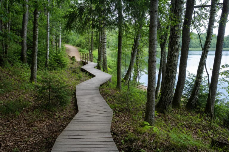 Vingiuojantis medinis Germanto ežero pažintinis takas mišriame Žemaitijos miške šalia ramaus vandens